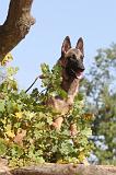 MALINOIS 186